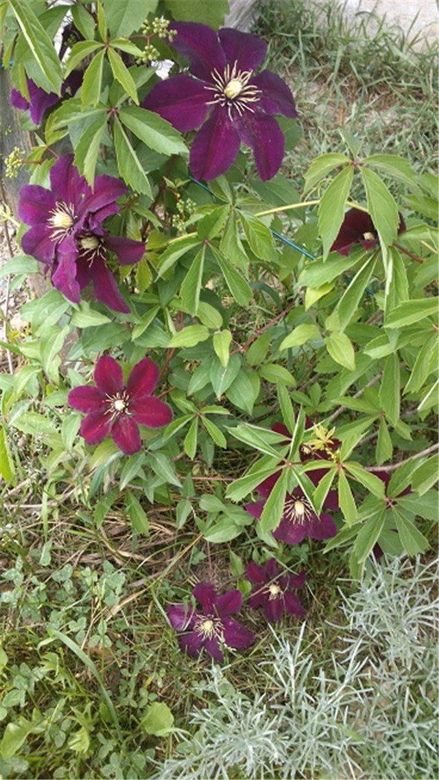 nigela